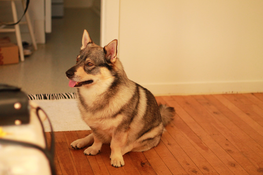 Hugo the Swedish Vallhund