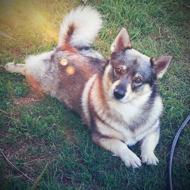 Hugo my Swedish Vallhund